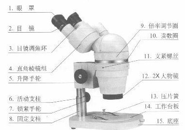 體視顯微鏡的結(jié)構(gòu)